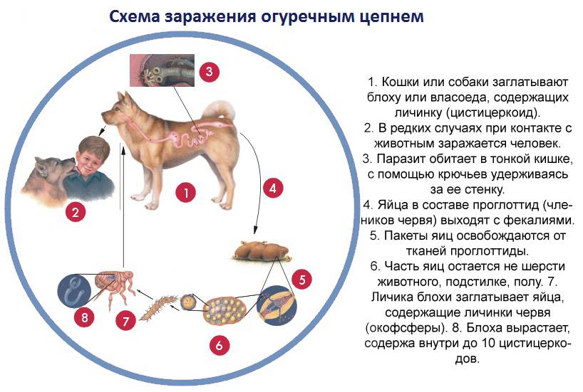 Схема глистогонки кошек