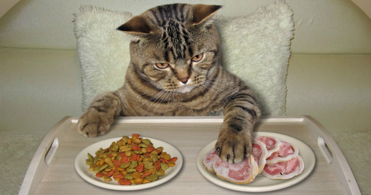 Пищевая поддержка кошек
