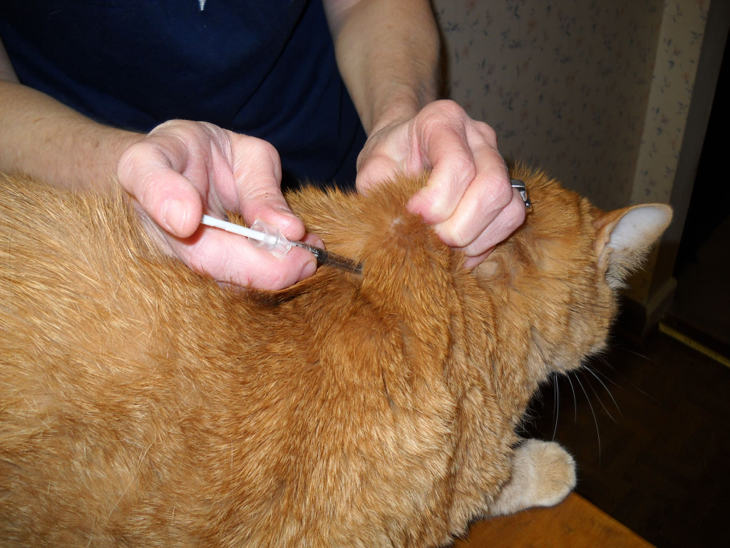 Как сделать укол коту внутримышечно, подкожно и внутривенно в домашних условиях?