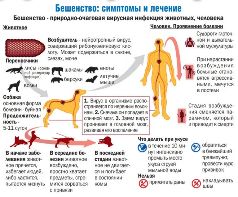 Схема лечения чумки у кошек