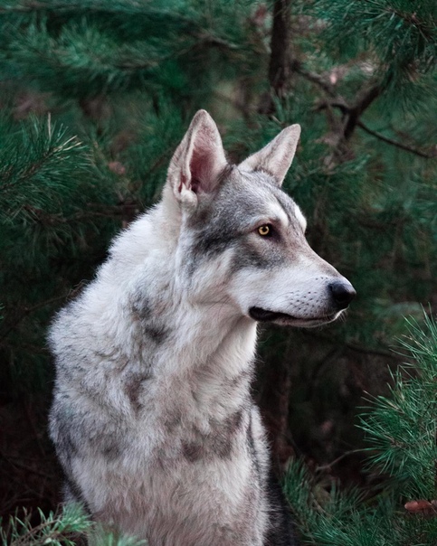 Описание породы чехословацкая волчья собака (чехословацкий влчак) с отзывами владельцев и фото