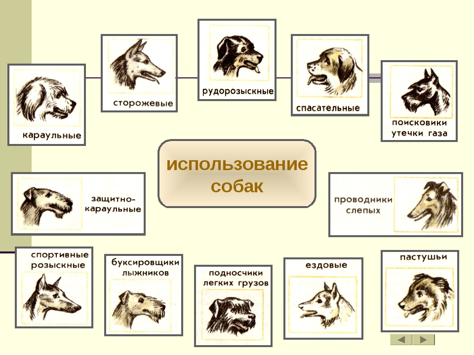 10 группа fci породы. как классифицируются породы собак? классификация по версии мкф