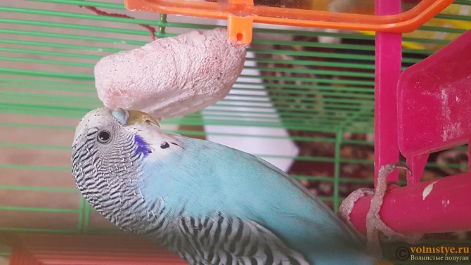 Волнистые попугайчики, уход и содержание в домашних условиях