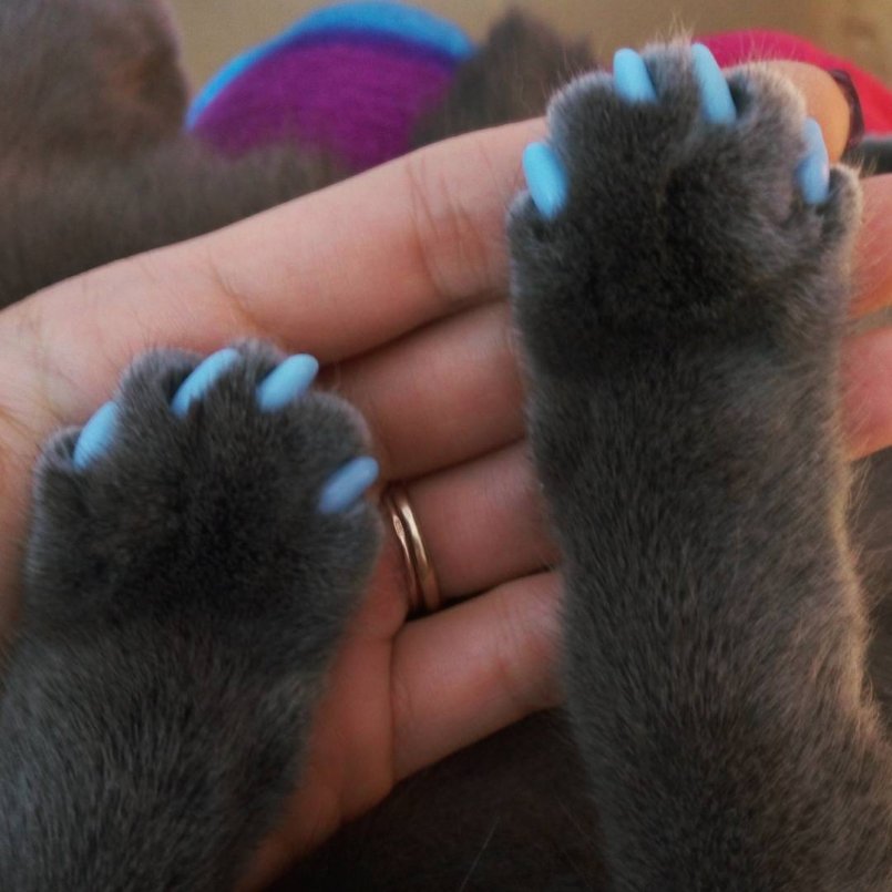 Накладки на когти для кошек: все факты и мифы, о которых нужно знать