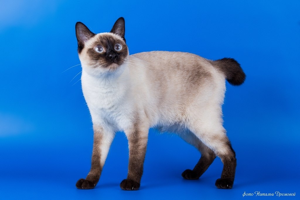 Меконгский бобтейл: все о кошке, фото, описание породы, характер, цена