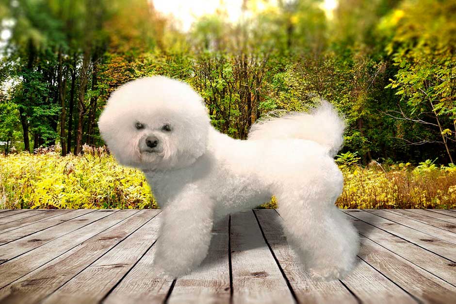 Собака бишон фризе: описание породы, характер, болезни, уход | блог ветклиники "беланта"