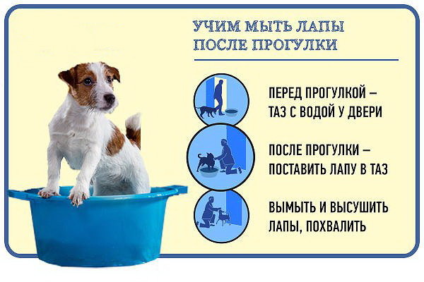 Как ухаживать за собакой в домашних условиях?