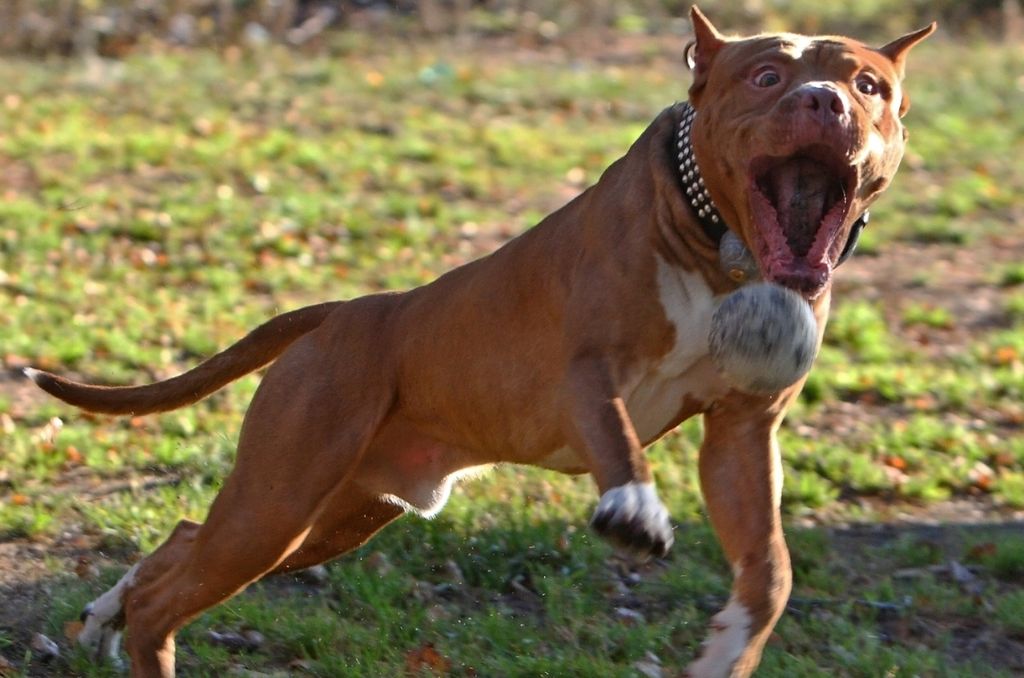 Топ-10 лучших бойцовских собак: описание пород с интересными фото