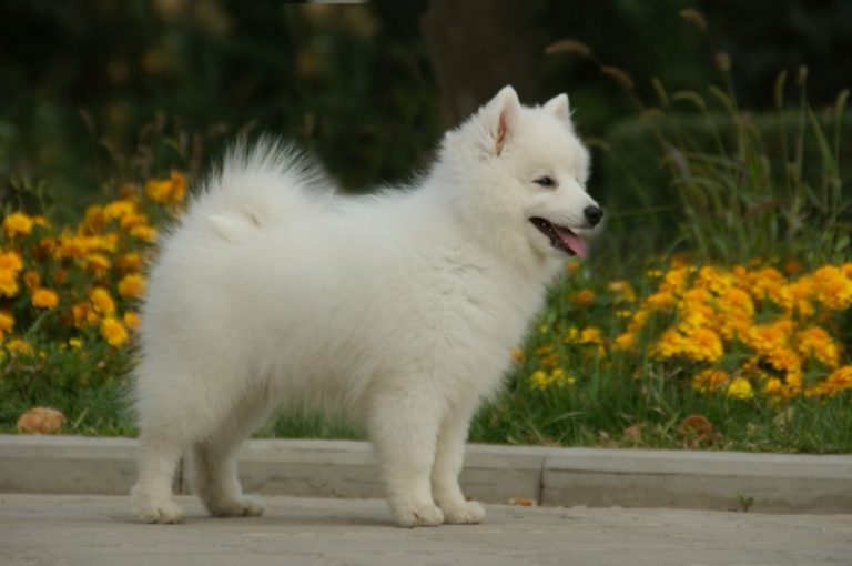 Японский шпиц (58 фото): описание белых щенков и взрослых карликовых собак, плюсы и минусы, размеры и вес, отзывы владельцев