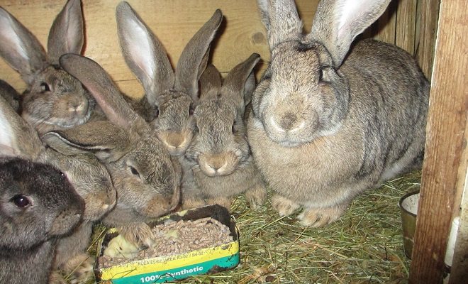 Кролики фландр: подробное описание породы