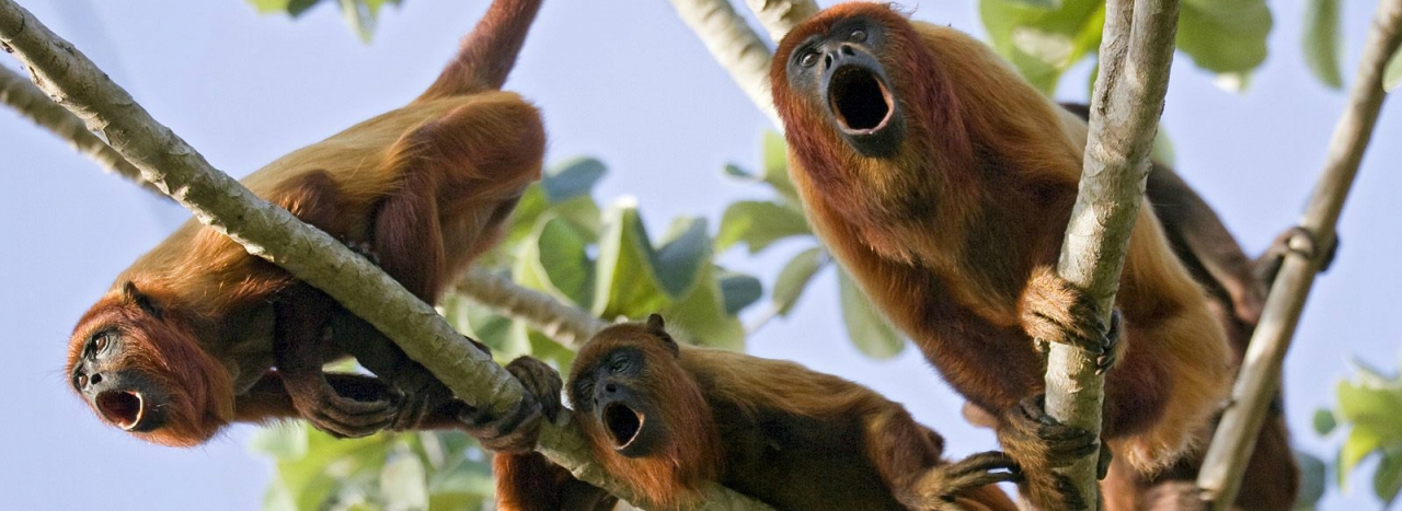 Обезьяна ревун. образ жизни и среда обитания обезьяны ревун
