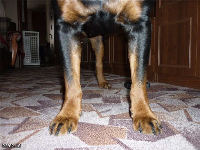У собаки отказывают задние ноги причины