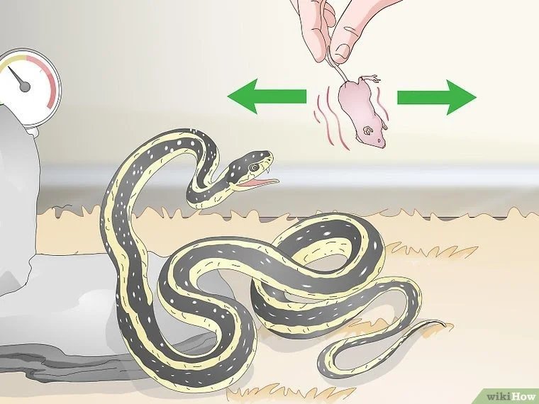Как кормить змею?