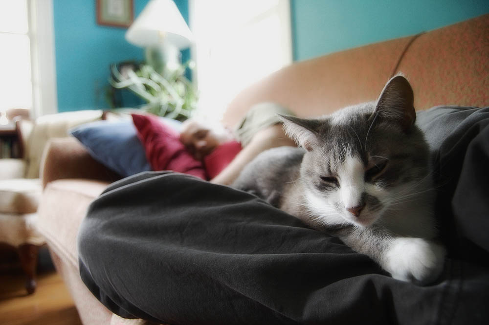 Почему кошки топчут нас лапками и мурчат: топчут одеяло