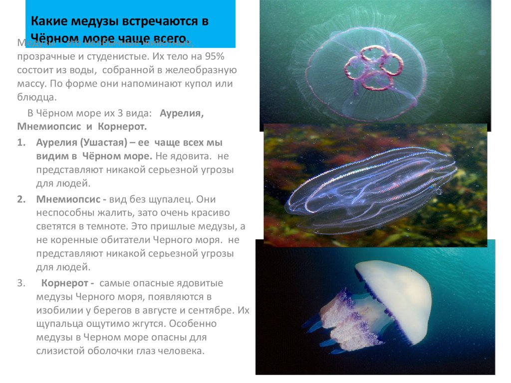 Опасные медузы (ядовитые), обитающие в черном море