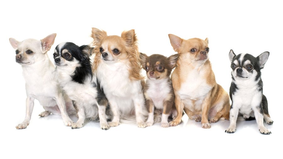 Описание породы собак чихуахуа мини: характер, уход, предназначение
