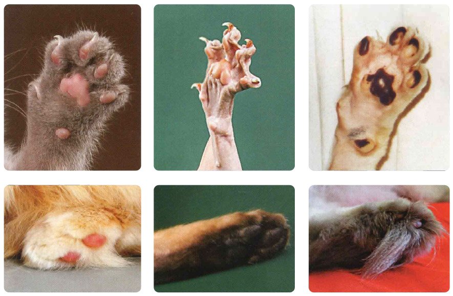 Сколько пальцев у кошки - на задних и передних лапах