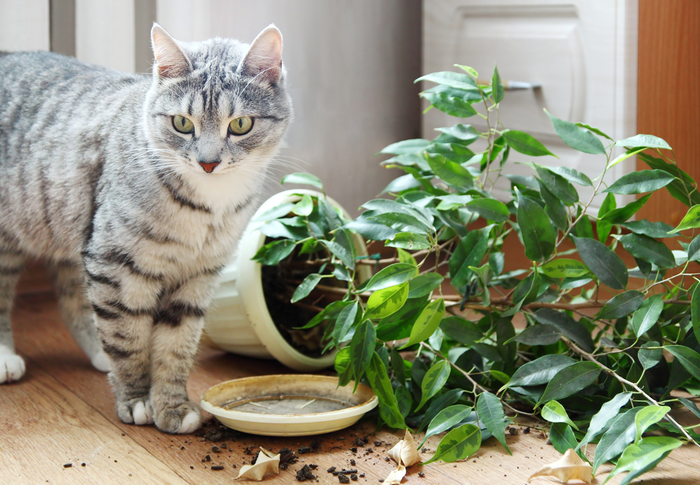 Отношение к кошкам в разных странах мира | блог ветклиники "беланта"