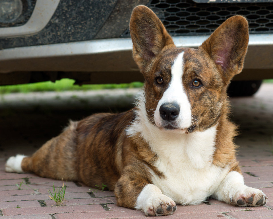 Породы маленьких собак с большими ушами