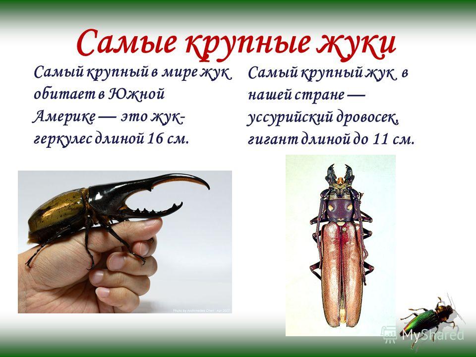 Жук-геркулес - hercules beetle