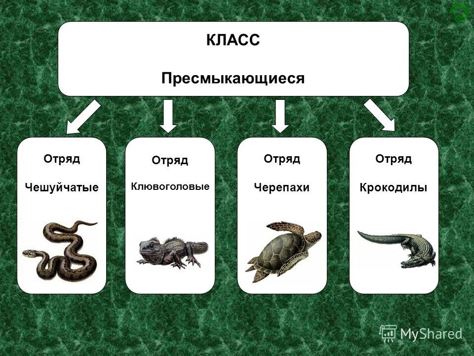 Назовите изображенных на рисунке 56 животных к какому отряду они относятся где обитают