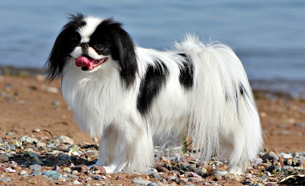 Акита-ину: все о собаке, фото, описание породы, характер, цена