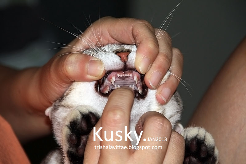 Зубы у кошки: количество, строение и уход за ними