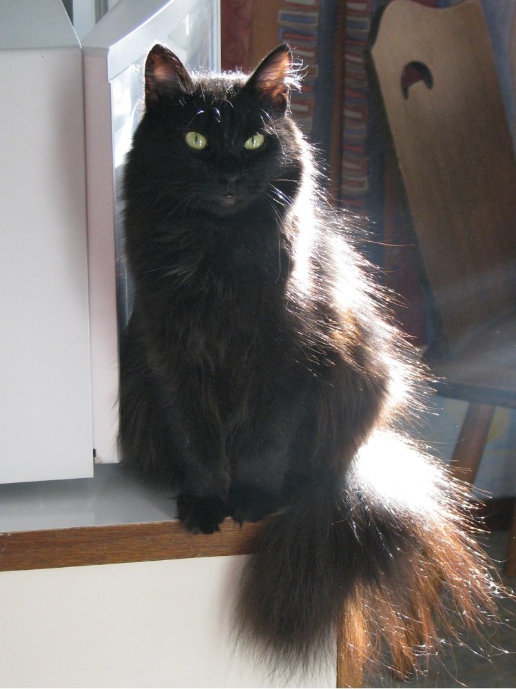 Шантильи тиффани.фото и описание породы | кот и кошка