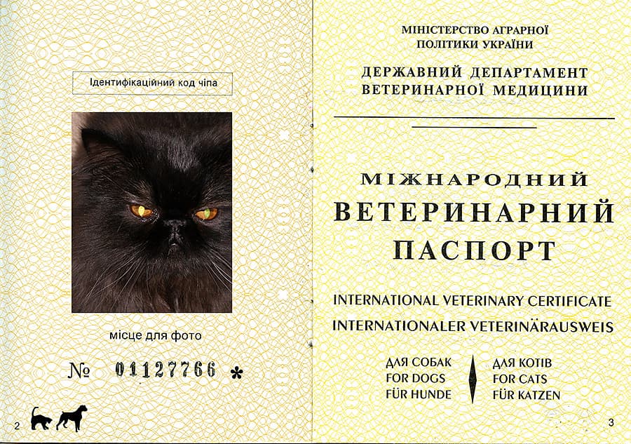 Размер фото на ветеринарный паспорт кошки