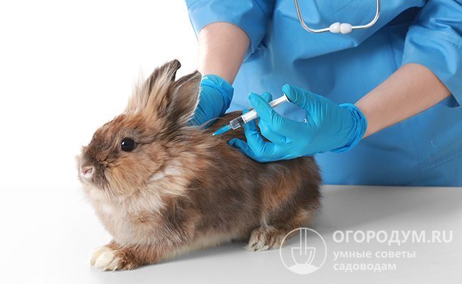 Вакцинация кроликов. нужны ли кроликам прививки | ветеринарная клиника