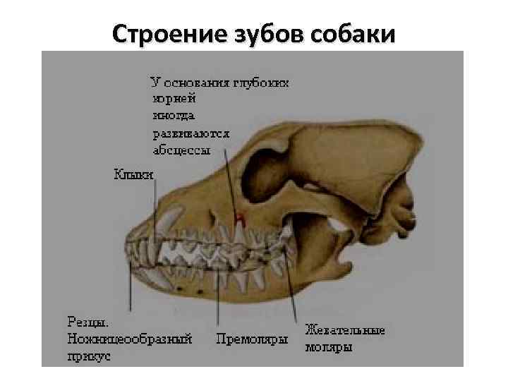 А. а. волков. стоматология собак