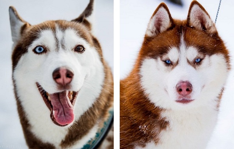 Лайка – это хаски или нет? чем отличается лайка от хаски? 37 фото сравнение пород и разница между ними, внешние отличия собак. какую лучше выбрать? как отличить сибирского хаски?