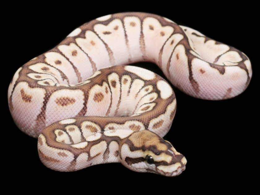 Питон королевский нормал (python regius)