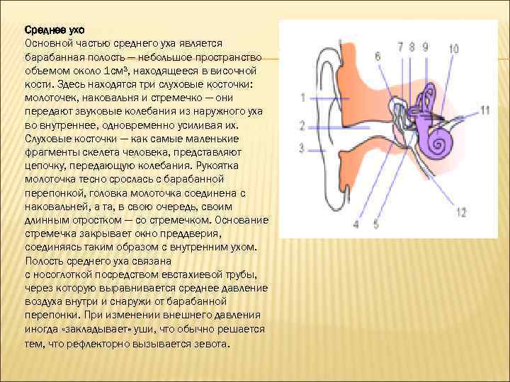 Какую функцию выполняют слуховые косточки