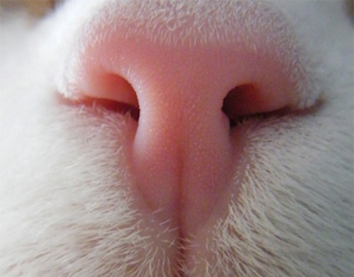 Кровотечение из носа у кошек
