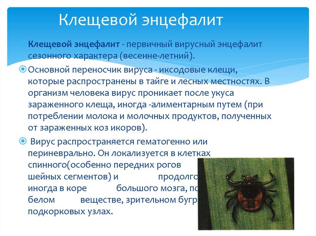 Воспалительные заболевания цнс у собак и кошек