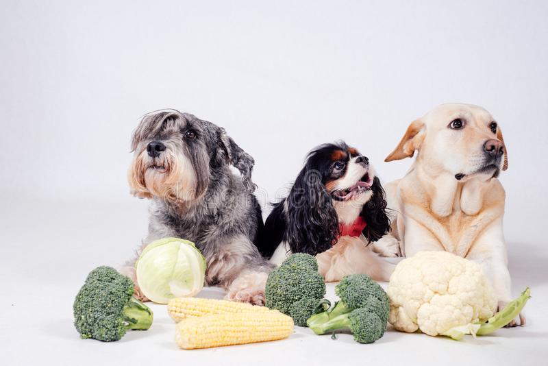 Фрукты и овощи для собак: какие овощи и фрукты можно, а какие нельзя давать собакам