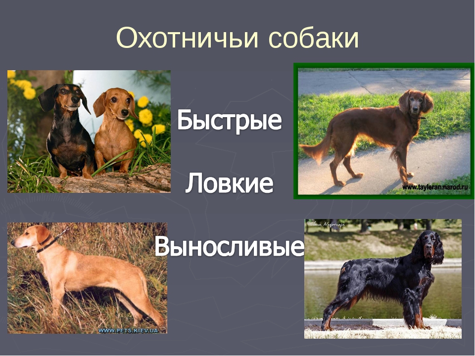 Породы охотничьих собак с фотографиями и названиями