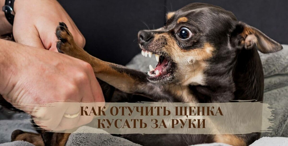 Как отучить собаку кусаться: за руки, за ноги, во время игры и от радости