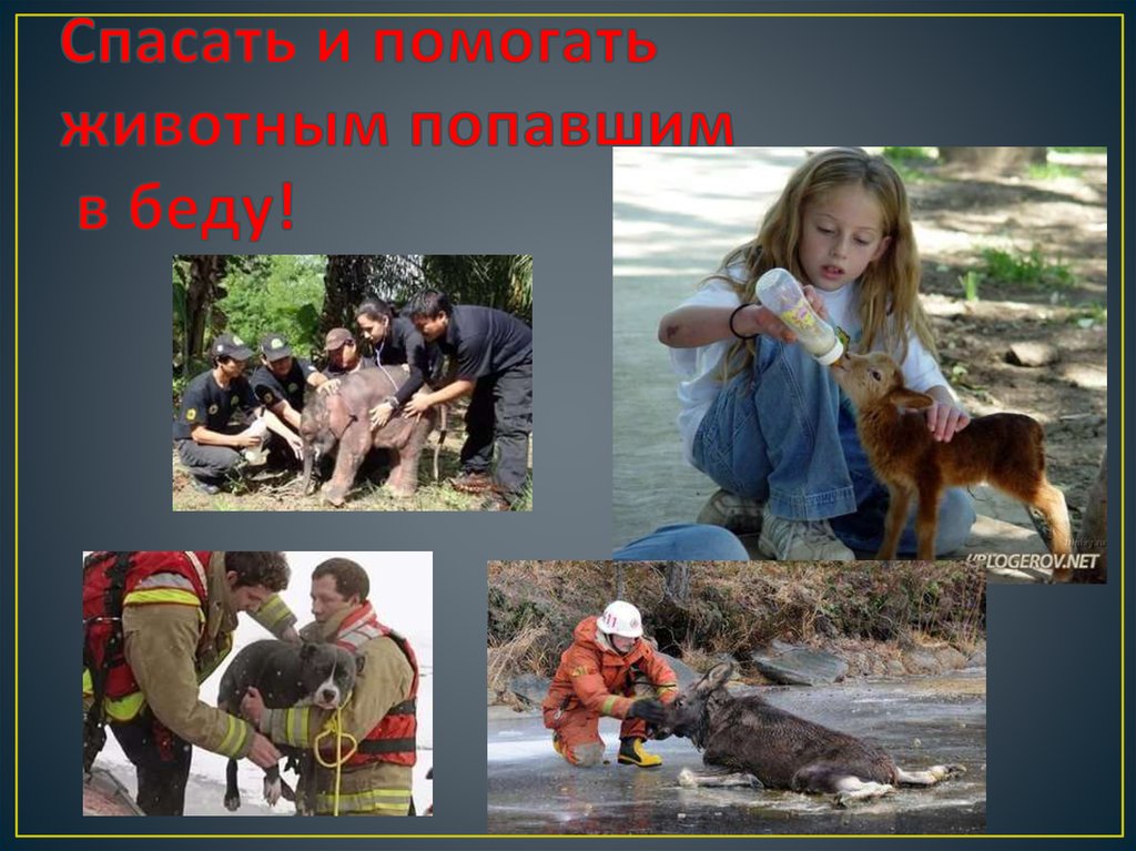 10 примеров героического спасения животными человека