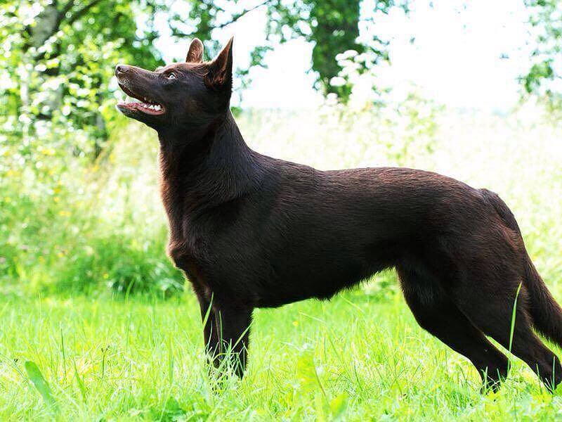 Черная немецкая овчарка: длинношерстная и короткошерстная, цена, уход, фото и особенности