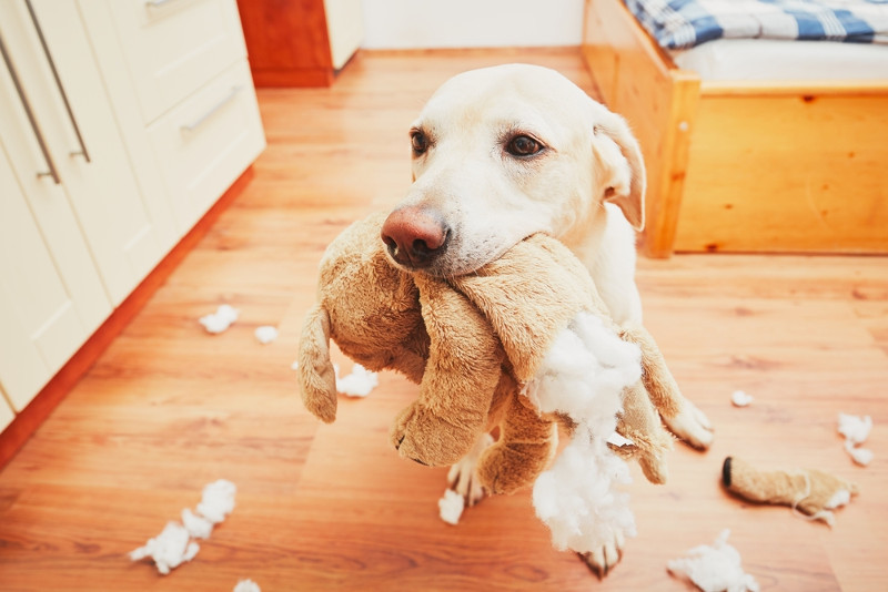 Гиперактивность собак. причины и коррекция | блог ветклиники "беланта"
