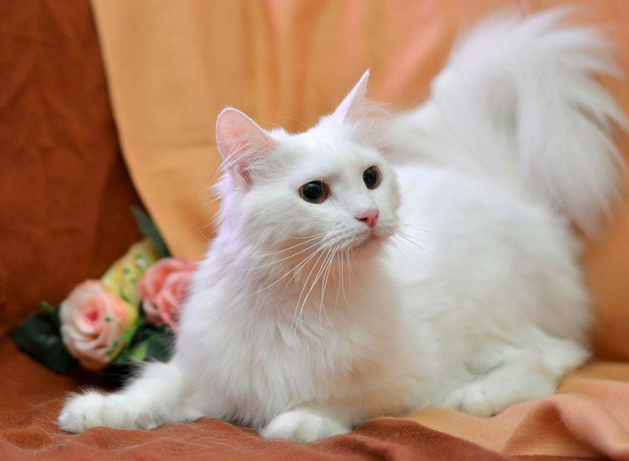 Ангорская кошка (89 фото): описание котов породы турецкая ангора и особенности их характера. характеристики котят черного и рыжего, серого и другого окраса