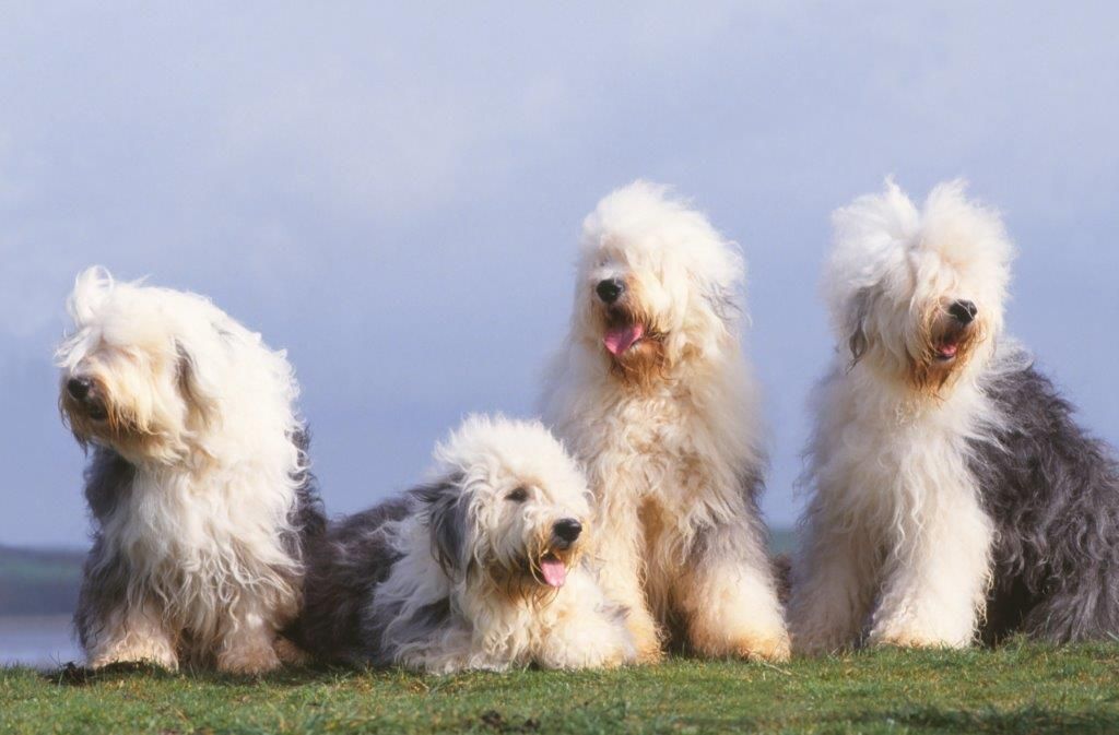 Собака бобтейл или староанглийская овчарка: описание породы, характер, фото щенков.