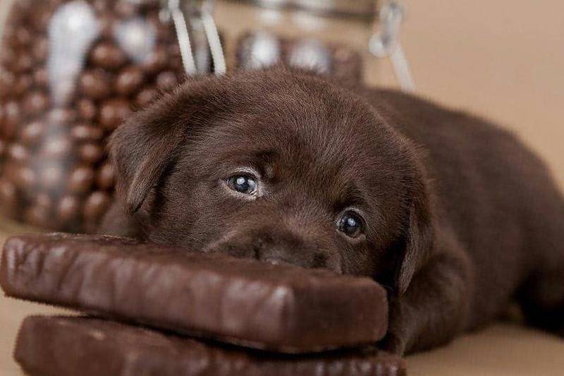 Если собака съела шоколад через сколько симптомы