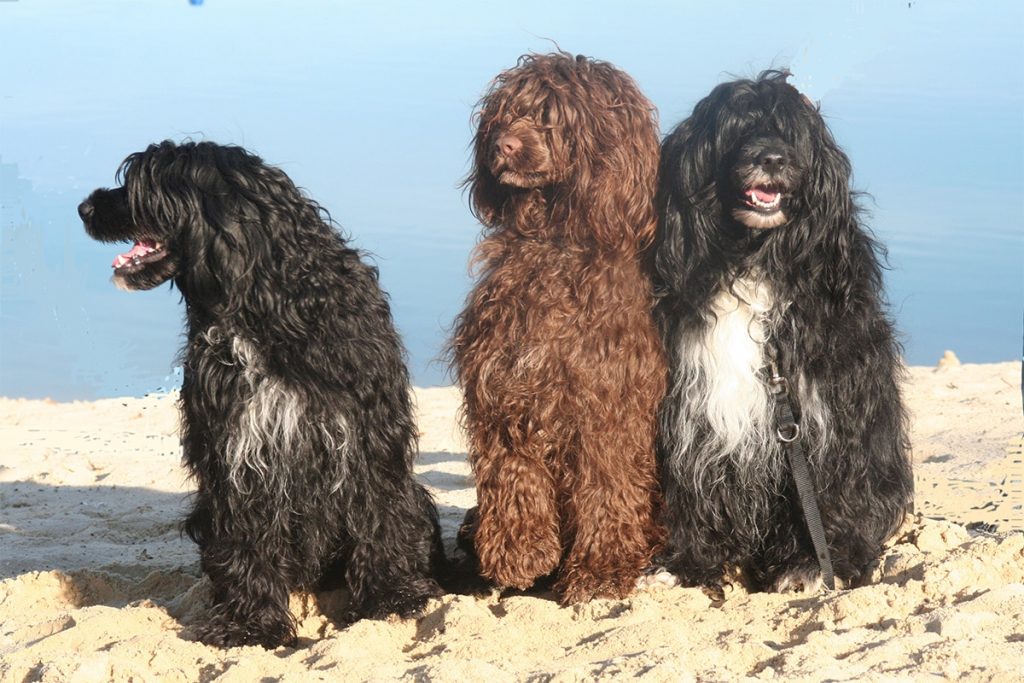 Португальская водяная собака - фото, цена, характеристика, вес, рост