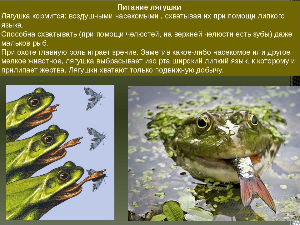 Аквариумные лягушки в аквариуме: описание, уход, содержание, виды (белые, розовые, xenopus laevis), размножение