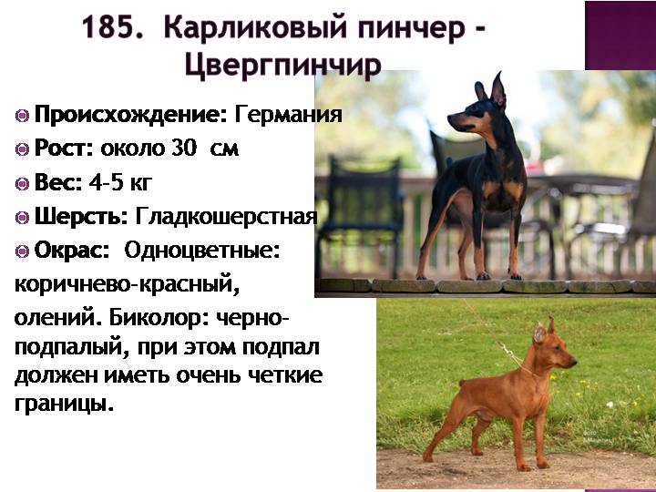 Доберман собака. описание, особенности, виды, уход и цена породы доберман