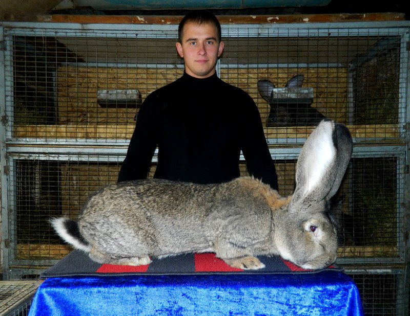 Кролик серый великан — описание породы, характеристика, разведение и содержание. | cельхозпортал