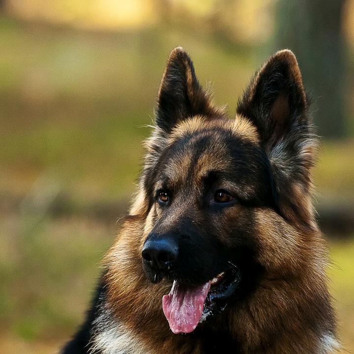 Самая лучшая служебная собака – немецкая овчарка